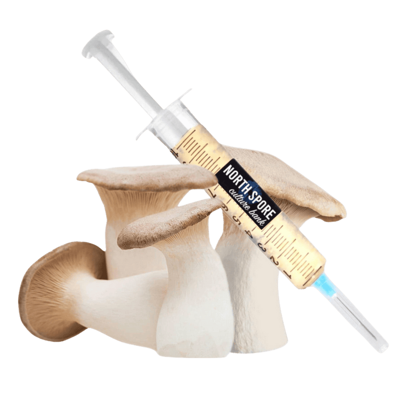 Culture Organic King Trumpet Mushroom Liquid Culture Syringe