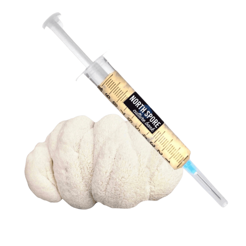 Culture Organic Lion's Mane Mushroom Liquid Culture Syringe