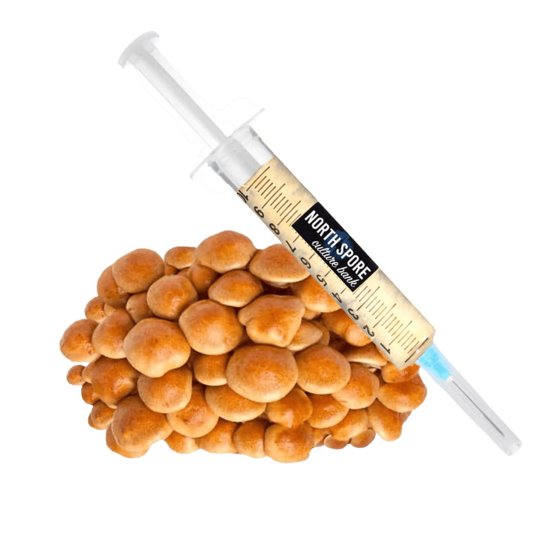 Culture Organic Nameko Mushroom Liquid Culture Syringe