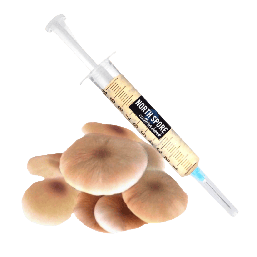 Culture Organic Pioppino Mushroom Liquid Culture Syringe