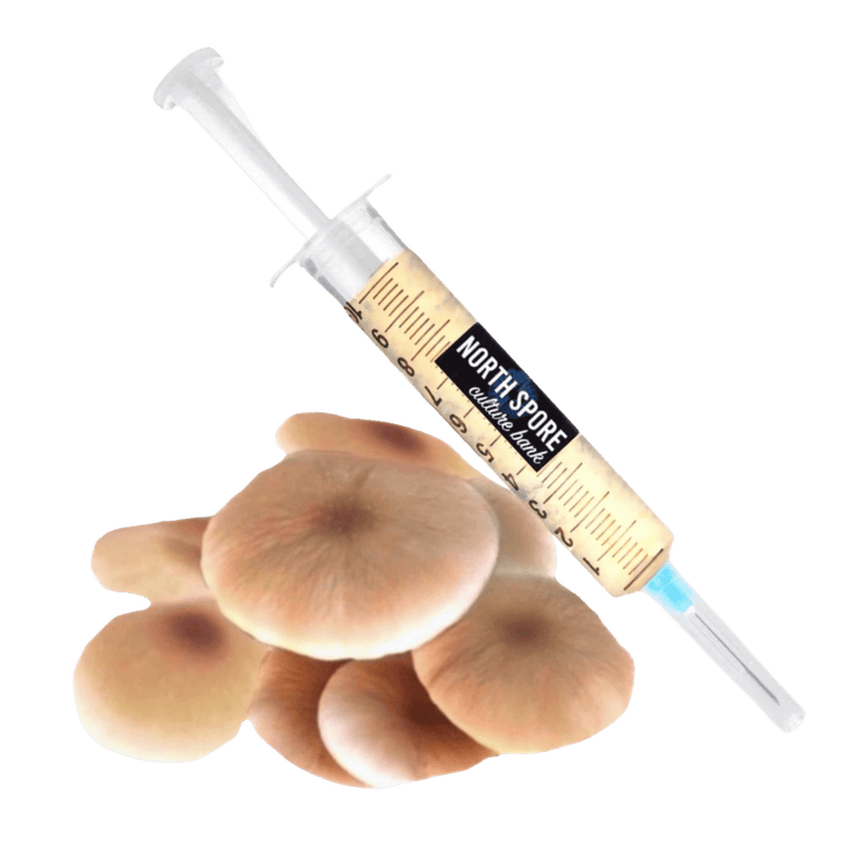 Culture Organic Pioppino Mushroom Liquid Culture Syringe