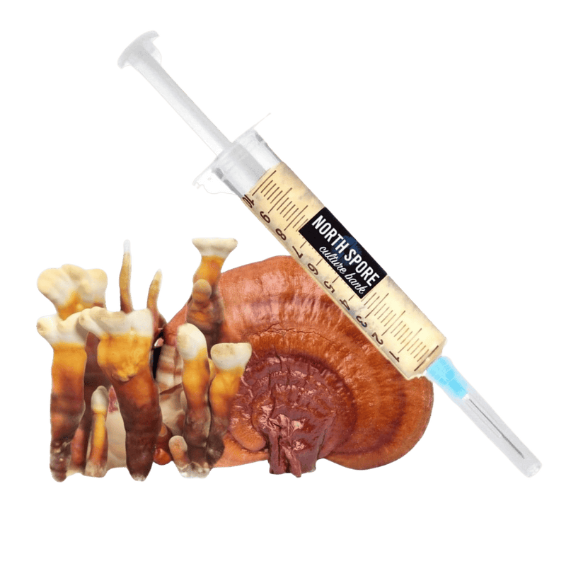Culture Organic Reishi Mushroom Liquid Culture Syringe