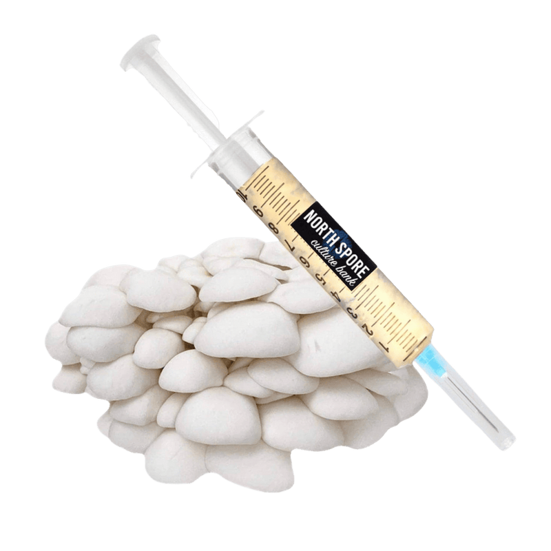 Culture Organic Snow Oyster Mushroom Liquid Culture Syringe