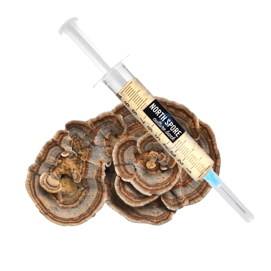 Culture Organic Turkey Tail Liquid Culture Syringe