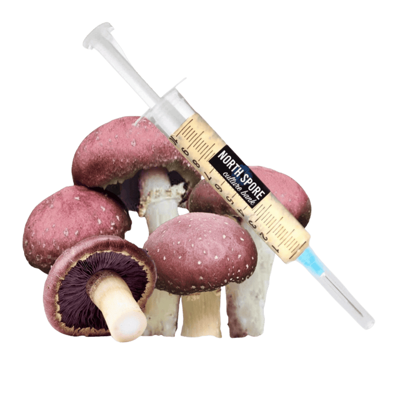 Culture Organic Wine Cap Mushroom Liquid Culture Syringe