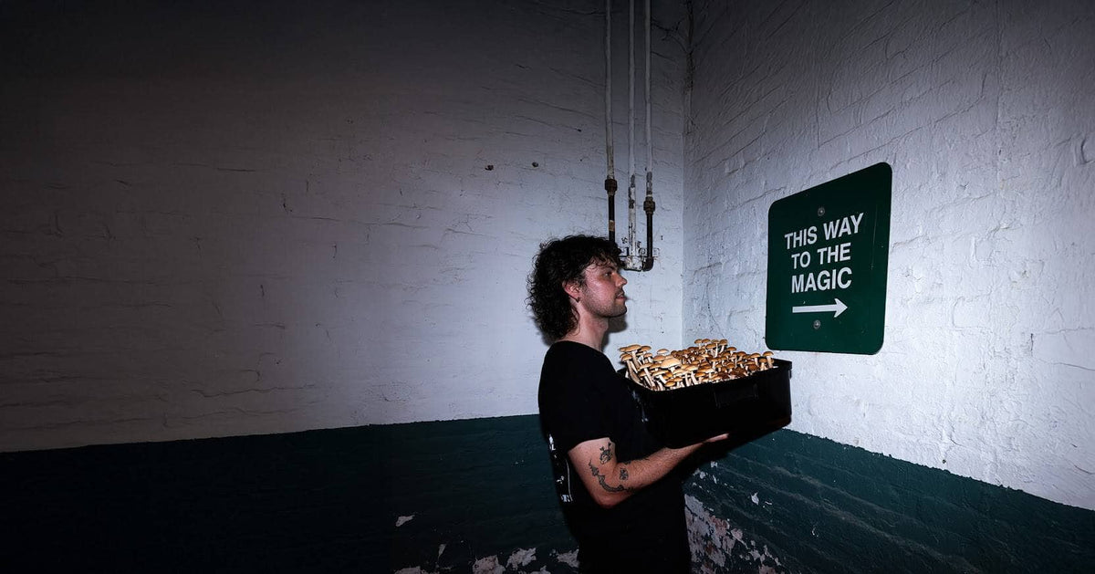 A man in a black t-shirt holds a black tray filled with mushrooms in a dimly lit white brick room. On the wall to the right is a green sign that reads 'THIS WAY TO THE MAGIC' with an arrow pointing right.