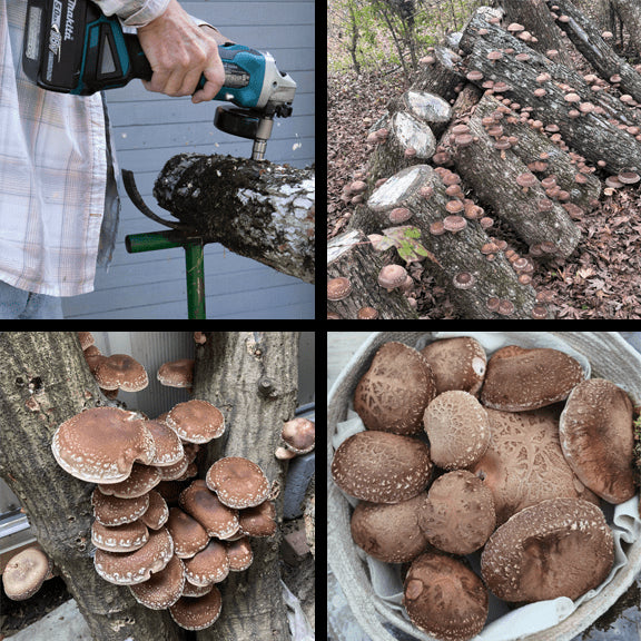 ONLINE CLASS: Beginner’s Guide to Mushroom Log Inoculation + Live Q&A ...