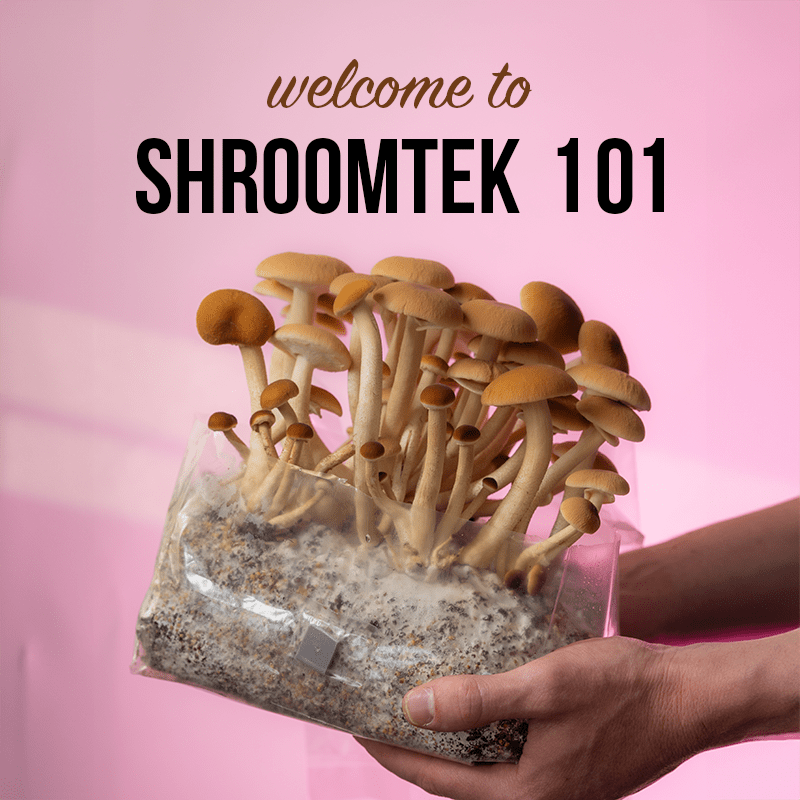 Event Tickets ONLINE EVENT: ShroomTek Workshop | Growing Mushrooms in Bags