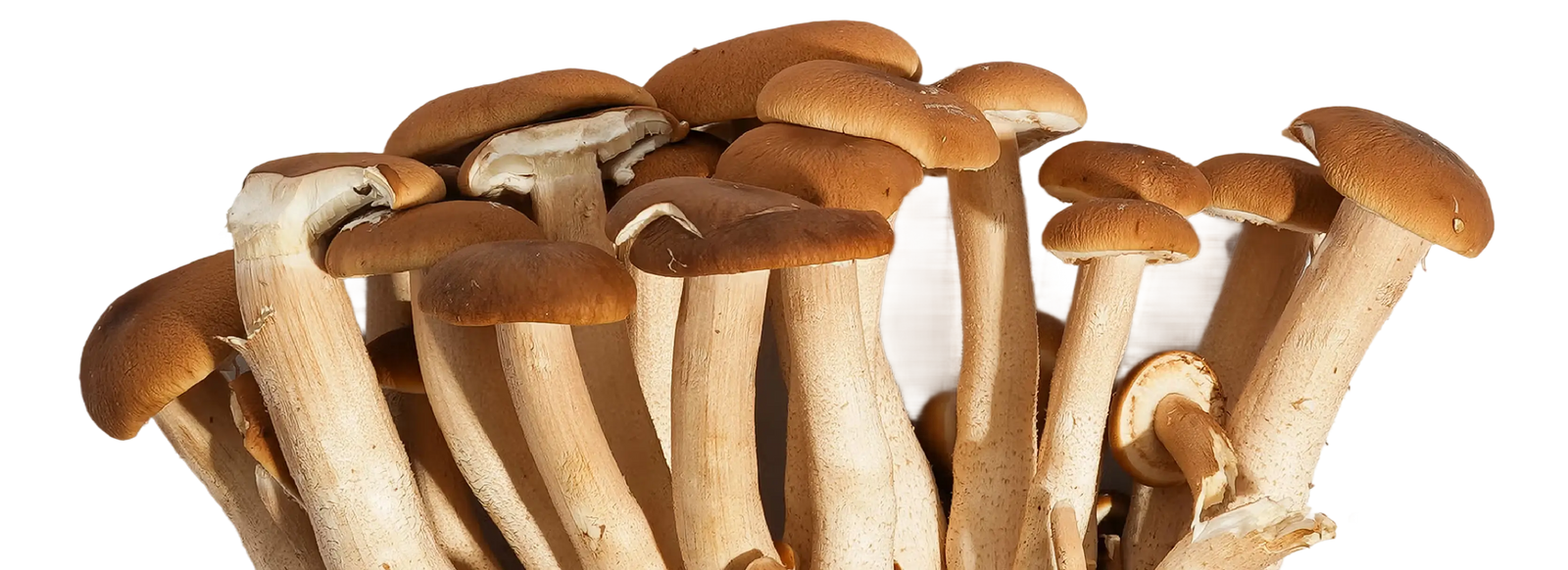 A cluster of brown-capped shimeji mushrooms with long, pale stems, closely grouped together against a white background.