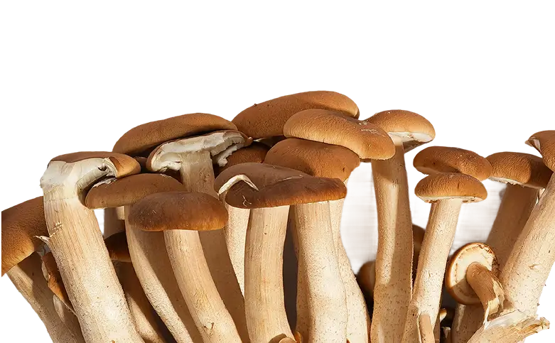 A cluster of brown-capped mushrooms with long, pale stems against a plain white background.
