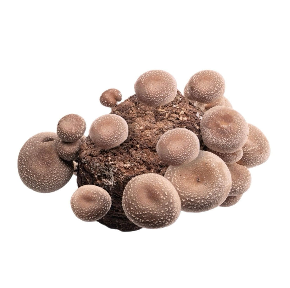 3 pc. Shiitake Fruiting Block Kit Bundle North Spore