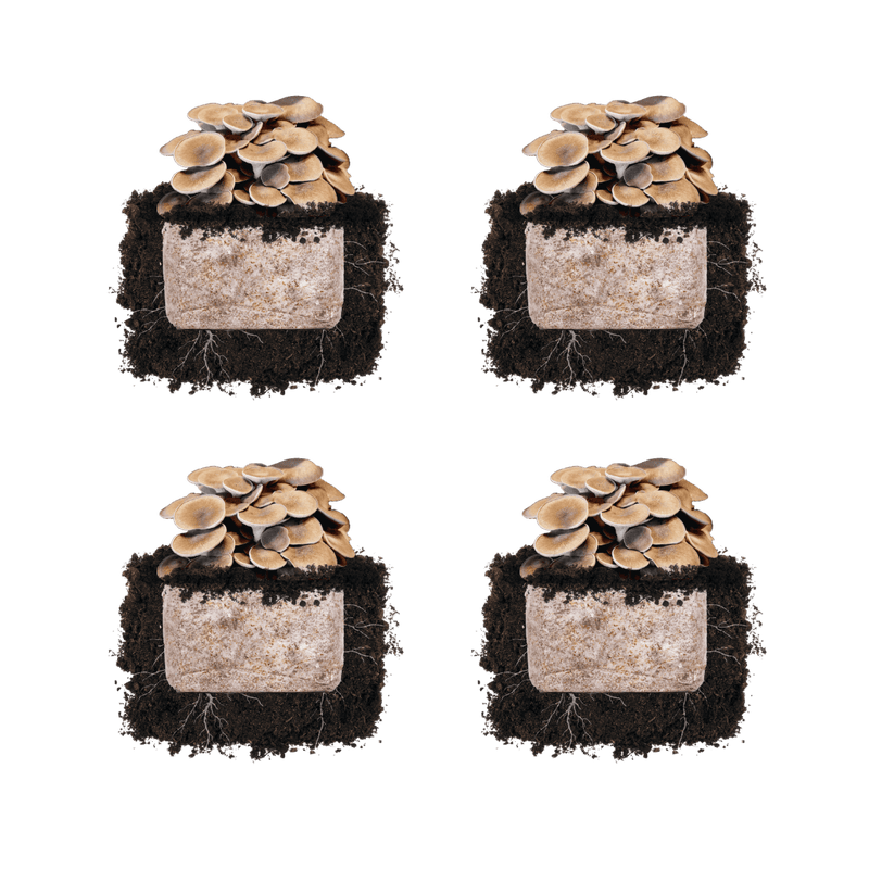 Fruiting Block Black King Oyster 'Plant & Grow' Mushroom Starter
