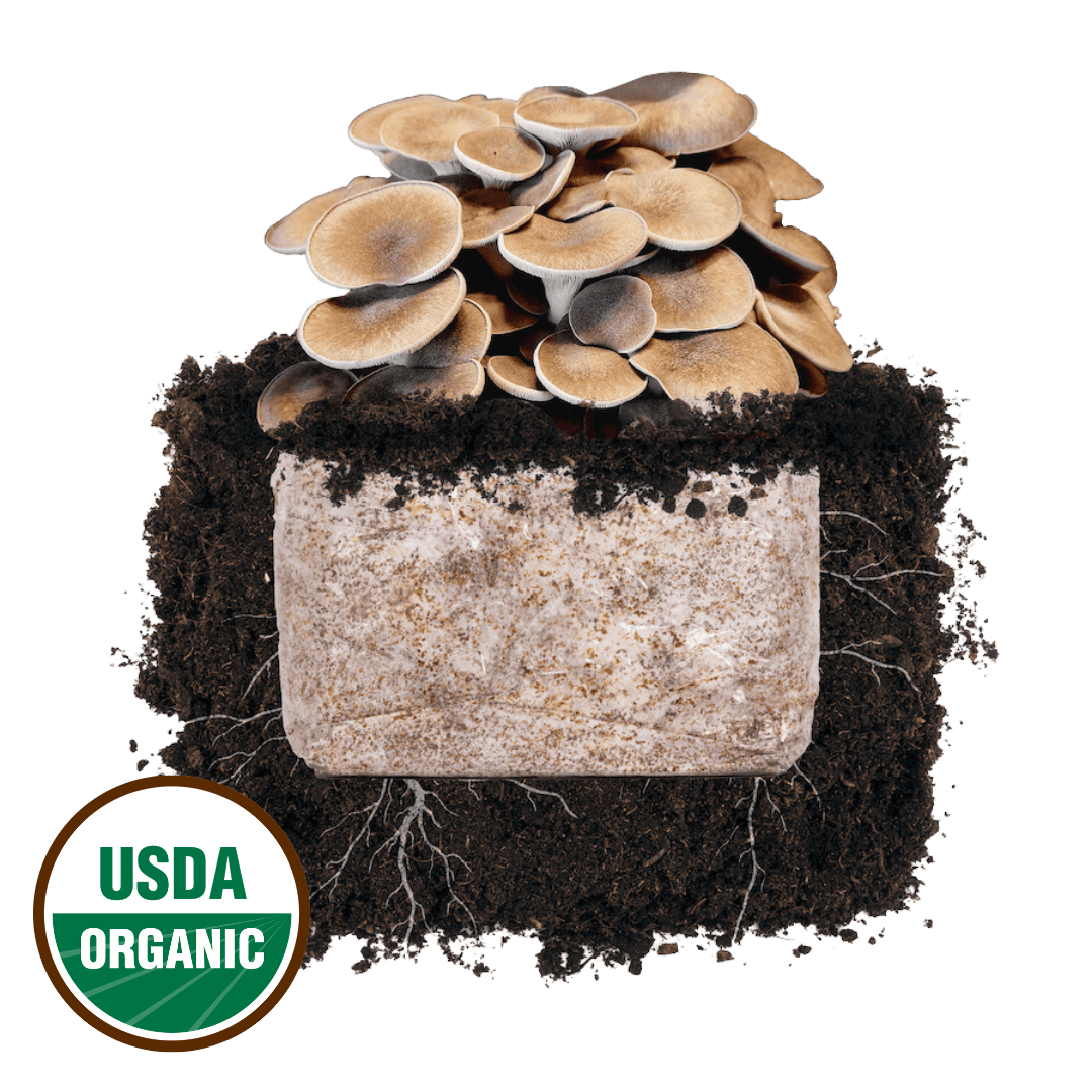Fruiting Block Black King Oyster 'Plant & Grow' Mushroom Starter