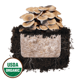 Image thumbnail: Fruiting Block Black King Oyster 'Plant & Grow' Mushroom Starter