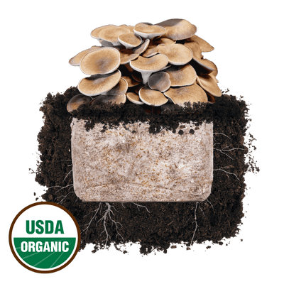 Black King Oyster 'Plant & Grow' Mushroom Starter Block