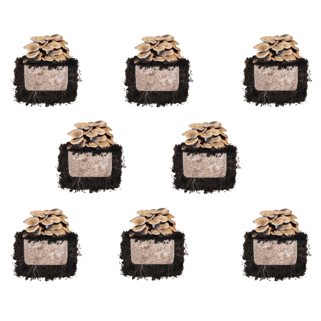 Fruiting Block Black King Oyster 'Plant & Grow' Mushroom Starter