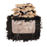 Image thumbnail: Fruiting Block Black King 'Plant & Grow' Garden Block