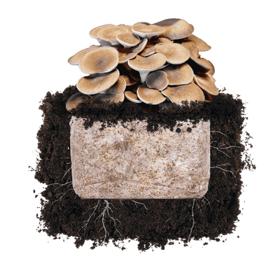 Black King 'Plant & Grow' Garden Block