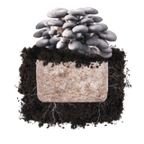 Image thumbnail: Fruiting Block Blue Oyster 'Plant & Grow' Garden Block