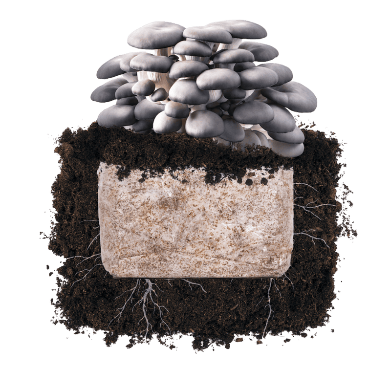 Fruiting Block Blue Oyster 'Plant & Grow' Garden Block