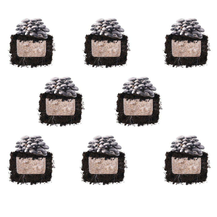 Fruiting Block Blue Oyster 'Plant & Grow' Mushroom Starter