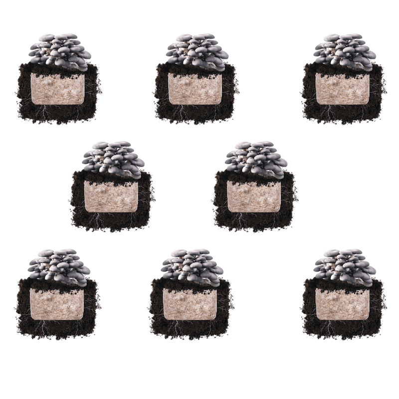 Fruiting Block Blue Oyster 'Plant & Grow' Mushroom Starter