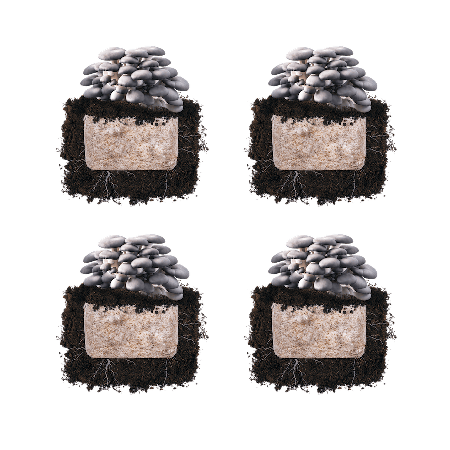 Fruiting Block Blue Oyster 'Plant & Grow' Mushroom Starter