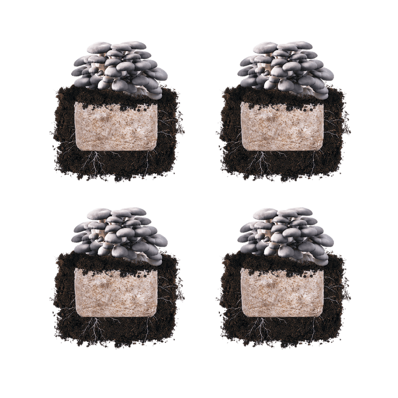 Fruiting Block Blue Oyster 'Plant & Grow' Mushroom Starter