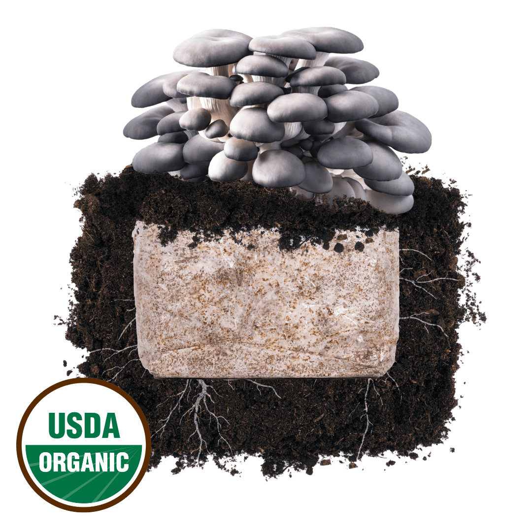Fruiting Block Blue Oyster 'Plant & Grow' Mushroom Starter