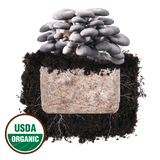 Image thumbnail: Fruiting Block Blue Oyster 'Plant & Grow' Mushroom Starter