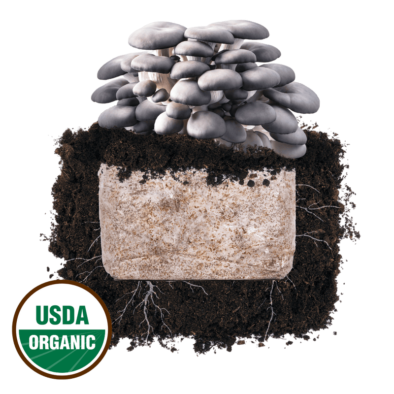 Fruiting Block Blue Oyster 'Plant & Grow' Mushroom Starter