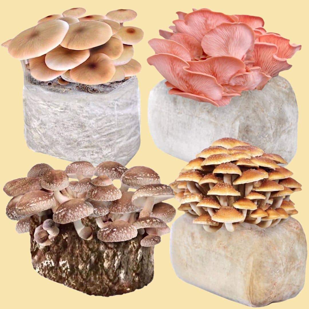 Fruiting Block Build a Fruiting Block 4-Pack Bundle
