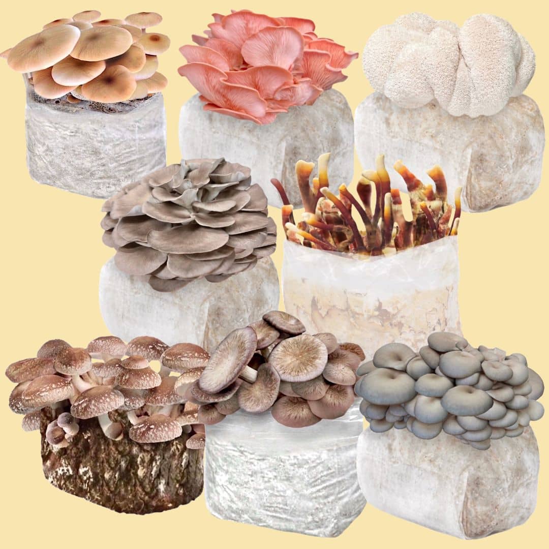 Fruiting Block Build a Fruiting Block 8-Pack Bundle