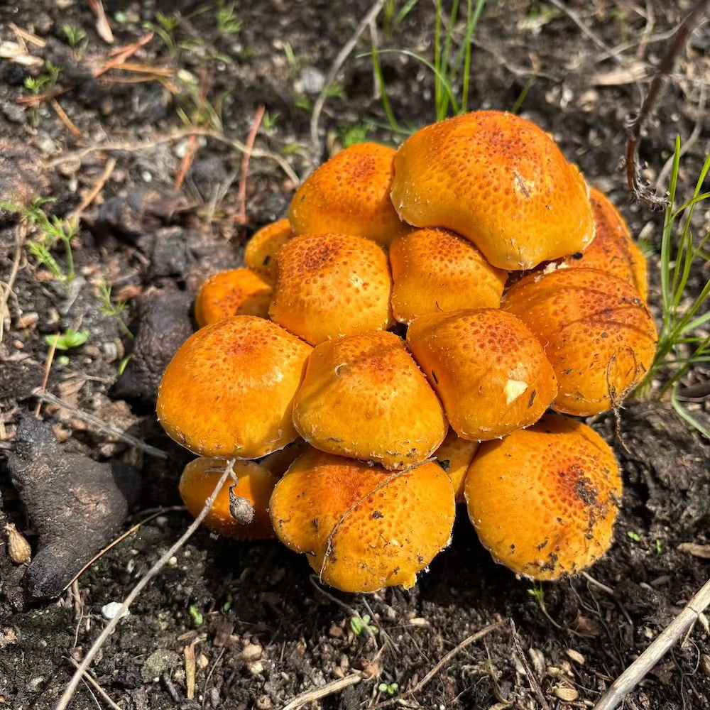 Fruiting Block Chestnut 'Plant & Grow' Garden Block