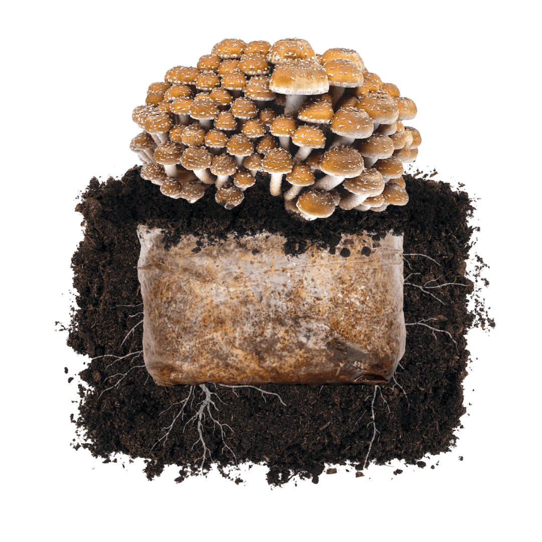 Fruiting Block Chestnut 'Plant & Grow' Garden Block