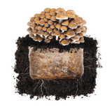 Image thumbnail: Fruiting Block Chestnut 'Plant & Grow' Garden Block