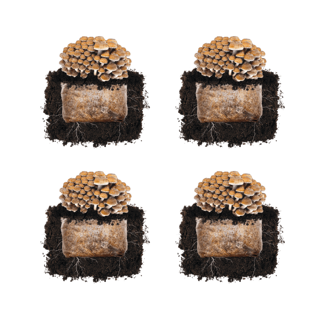 Fruiting Block Chestnut 'Plant & Grow' Mushroom Starter