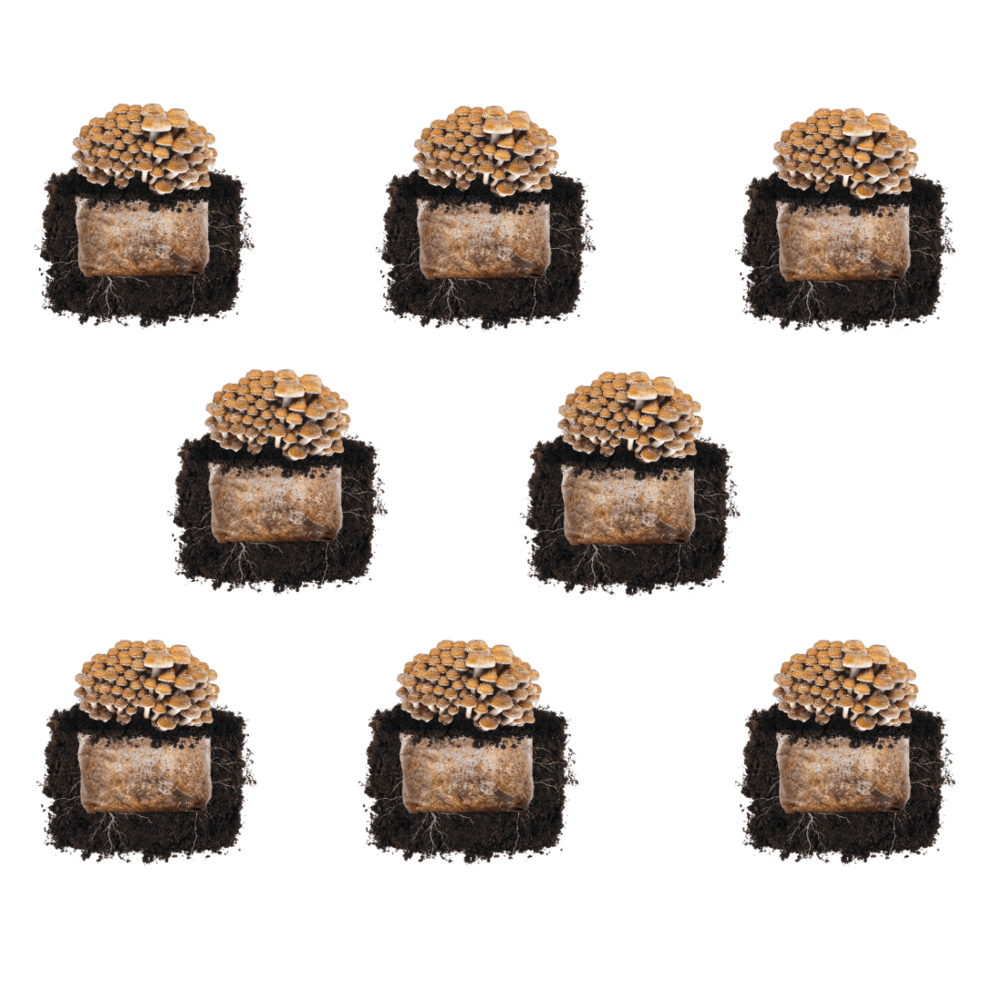 Fruiting Block Chestnut 'Plant & Grow' Mushroom Starter