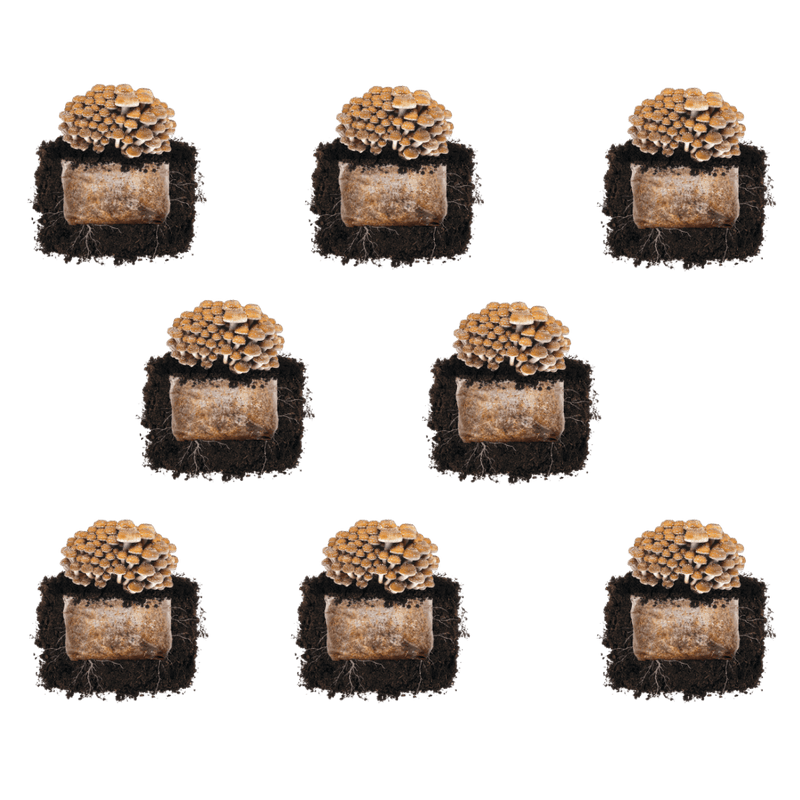 Fruiting Block Chestnut 'Plant & Grow' Mushroom Starter