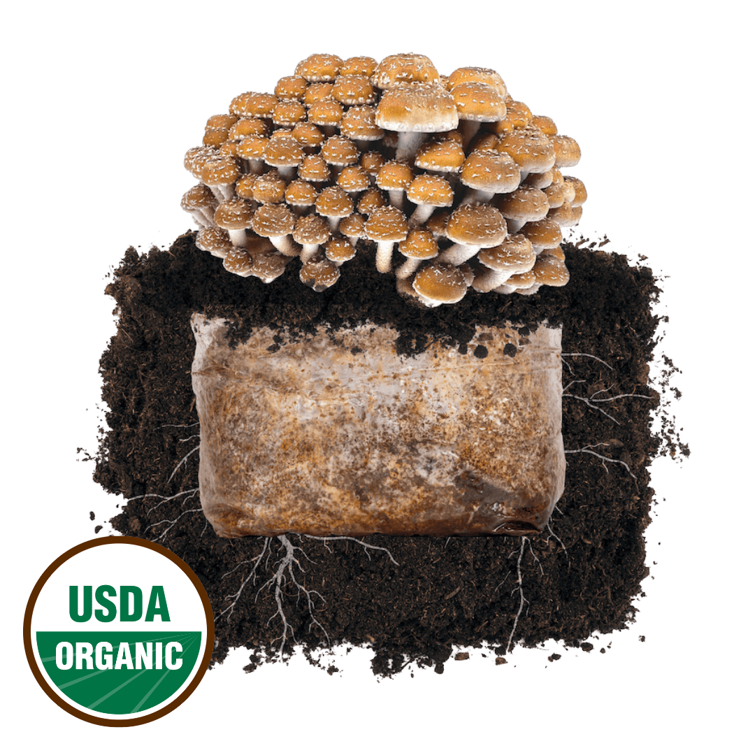 Fruiting Block Chestnut 'Plant & Grow' Mushroom Starter