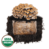 Image thumbnail: Fruiting Block Chestnut 'Plant & Grow' Mushroom Starter