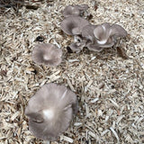 Image thumbnail: Fruiting Block Italian Oyster 'Plant & Grow' Garden Block