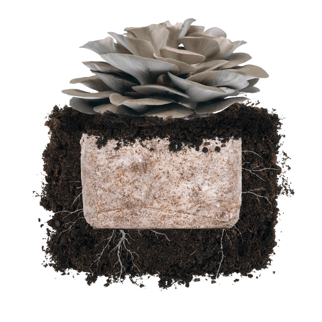 Fruiting Block Italian Oyster 'Plant & Grow' Garden Block