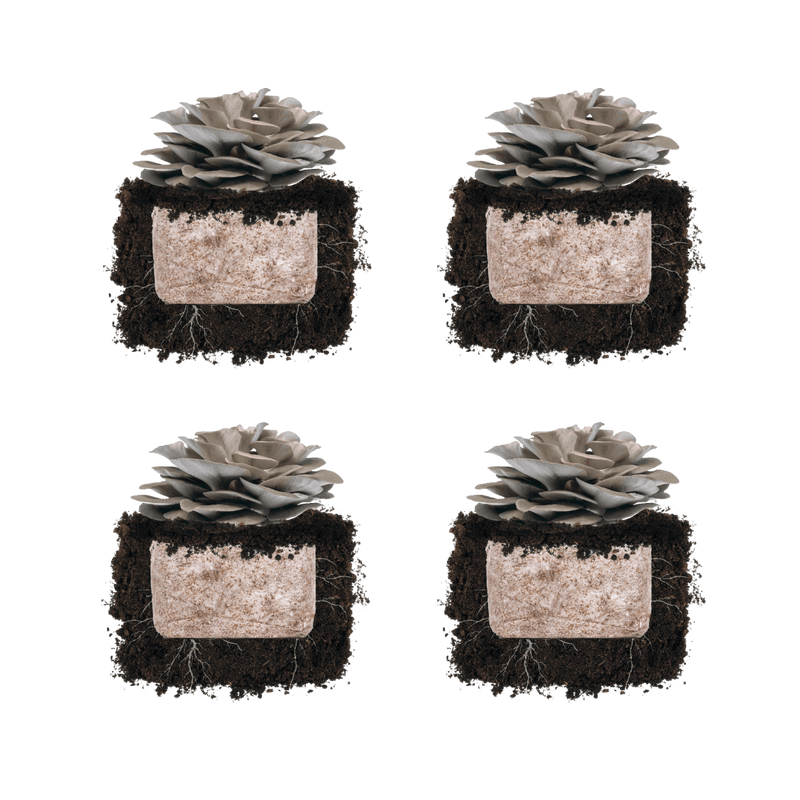 Fruiting Block Italian Oyster 'Plant & Grow' Mushroom Starter