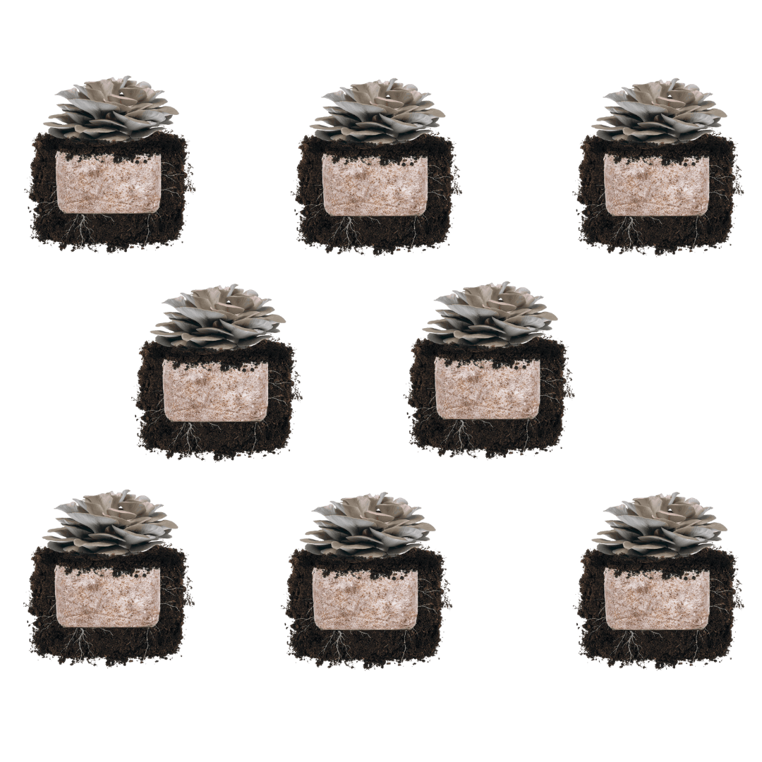 Fruiting Block Italian Oyster 'Plant & Grow' Mushroom Starter