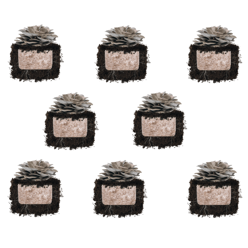 Fruiting Block Italian Oyster 'Plant & Grow' Mushroom Starter