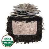 Image thumbnail: Fruiting Block Italian Oyster 'Plant & Grow' Mushroom Starter