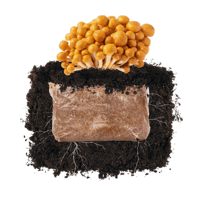 Nameko 'Plant & Grow' Garden Block