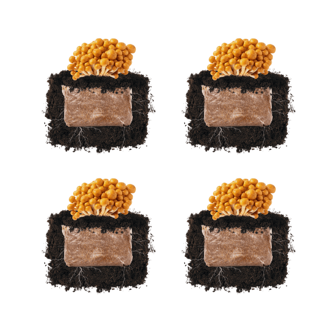 Fruiting Block Nameko 'Plant & Grow' Mushroom Starter