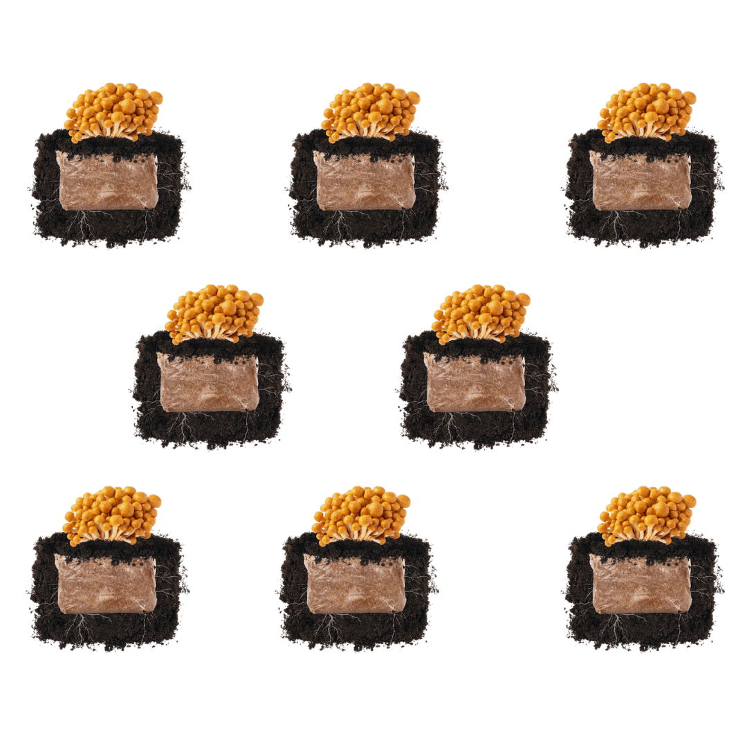 Fruiting Block Nameko 'Plant & Grow' Mushroom Starter